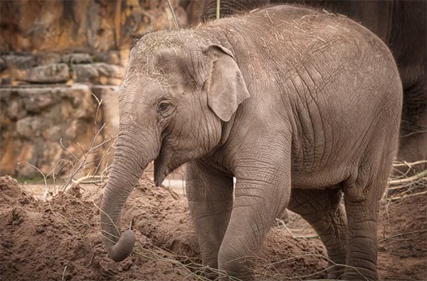 How to Capture Epic "Wildlife" Photos at the Zoo (VIDEO)