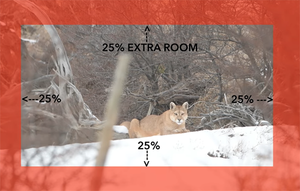 Creative Crops Can Transform Your Photos: Here's How (VIDEO)