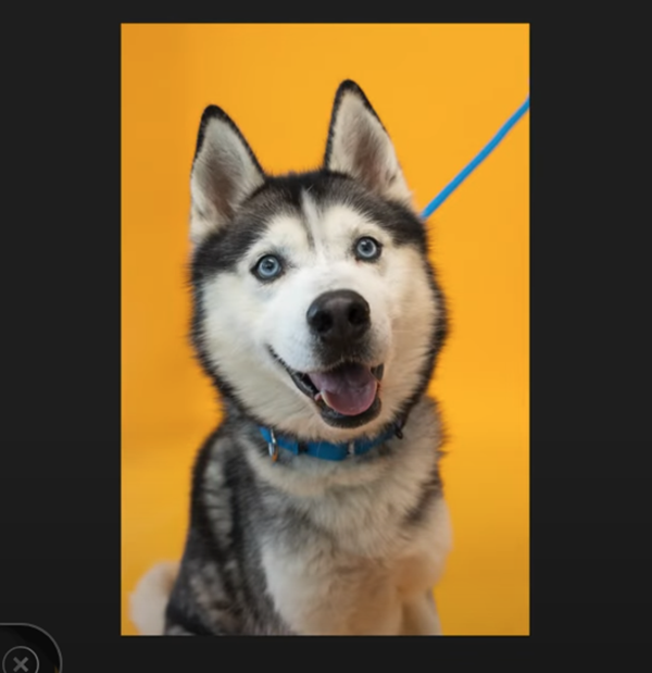 Shoot Pixel-Perfect Pet Photos with 5 Easy Tips (VIDEO)